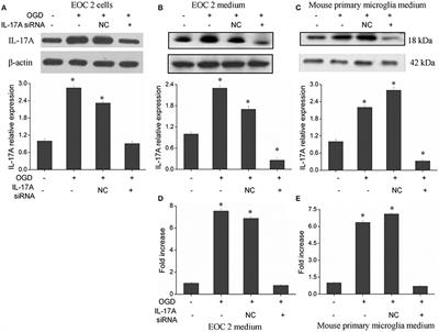 IL-17A Enhances Microglial Response to OGD by Regulating p53 and PI3K/Akt Pathways with Involvement of ROS/HMGB1